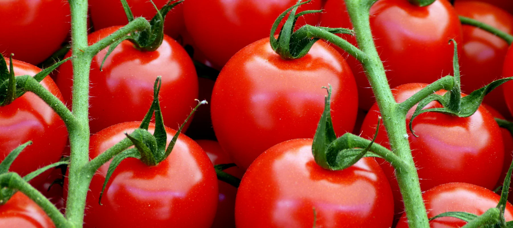Tomatoes: Determinate vs Indeterminate – What Arizona Gardeners Need to Know