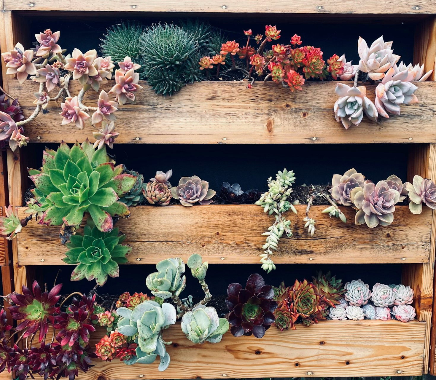 Seasonal Gardening Tips for Arizona Growers