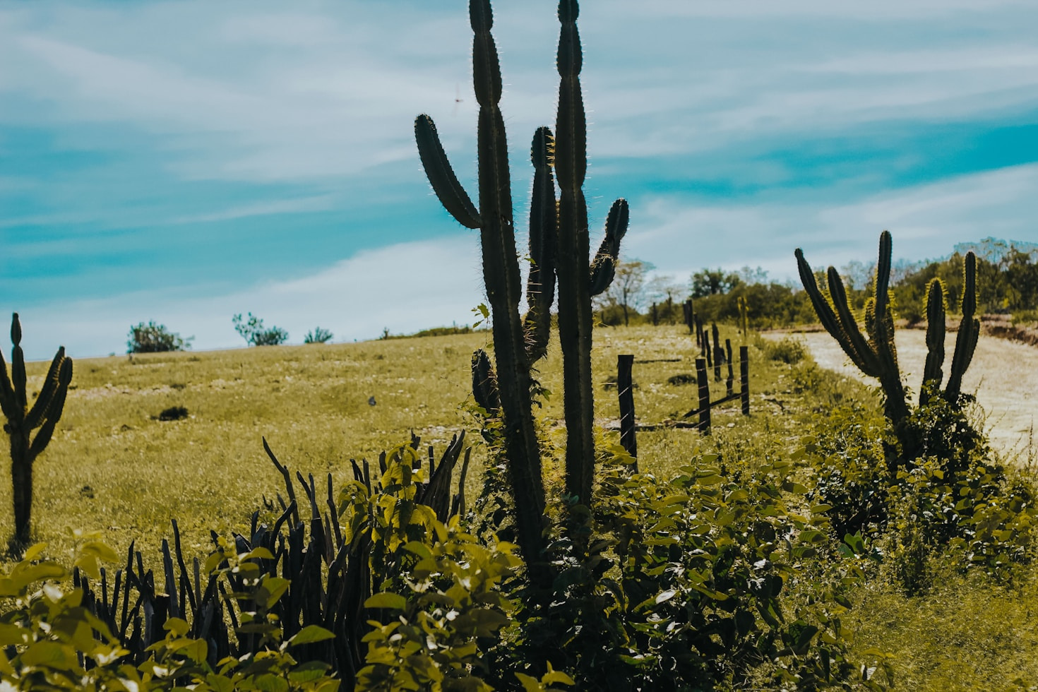 The Ultimate Guide to Gardening in Zone 9b